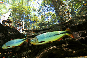 Characins (piraputangas) (Brycon hilarii), Sucuri River, Bonito, Mato Grosso do Sul, Brazil, South America