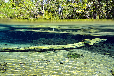 Underwater landscape of Olho D'Agua River, Bonito, Mato Grosso do Sul, Brazil, South America