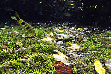 Piaussu (Leporinus macrocephalus) forating in the Prata River, Bonito, Mato Grosso do Sul, Brazil, South America