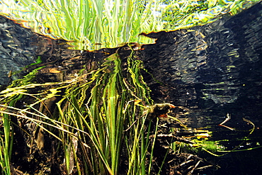 Grass reflections, Prata River, Bonito, Mato Grosso do Sul, Brazil, South America