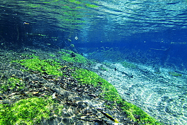 Underwater landscape of Olho D'Agua river, Bonito, Mato Grosso do Sul, Brazil, South America