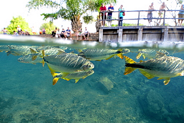 Characins (Piraputangas) (Brycon hilarii), Balneario Municipal, Bonito, Mato Grosso do Sul, Brazil, South America