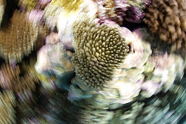 Spinning coral (Acropora sp.), Rongelap, Marshall Islands, Micronesia, Pacific