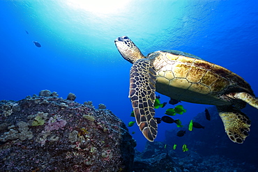 Green sea turtle (Chelonia mydas), Kailua-Kona, Hawaii, United States of America, Pacific