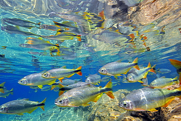 Characins (Piraputangas) (Brycon hilarii), Balneario Municipal, Bonito, Mato Grosso do Sul, Brazil, South America