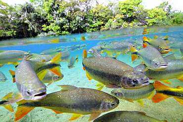 Characins (Piraputangas) (Brycon hilarii), Balneario Municipal, Bonito, Mato Grosso do Sul, Brazil, South America