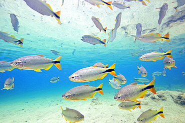 Characins (Piraputangas) (Brycon hilarii), Balneario Municipal, Bonito, Mato Grosso do Sul, Brazil, South America