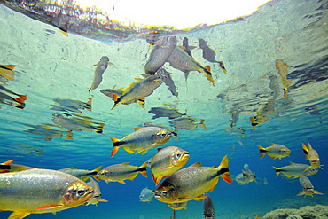 Characins (Piraputangas) (Brycon hilarii), Balneario Municipal, Bonito, Mato Grosso do Sul, Brazil, South America
