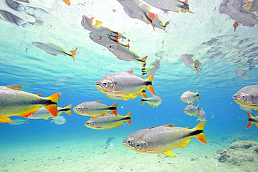 Characins (Piraputangas) (Brycon hilarii), Balneario Municipal, Bonito, Mato Grosso do Sul, Brazil, South America