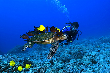 A diver observes green sea turtle (Chelonia mydas) getting cleaned by yellow tangs (Zebrasoma flavescens) and lined bristletooth (Ctenochaetus striatus), Kailua-Kona, Hawaii, United States of America, Pacific