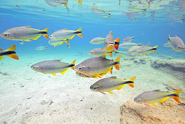 Characins (Piraputangas) (Brycon hilarii), Balneario Municipal, Bonito, Mato Grosso do Sul, Brazil, South America