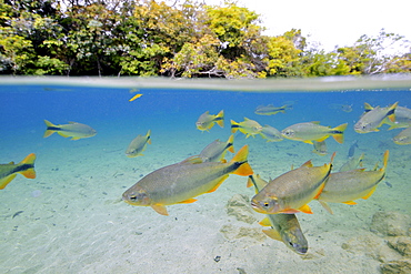 Characins (Piraputangas) (Brycon hilarii), Balneario Municipal, Bonito, Mato Grosso do Sul, Brazil, South America