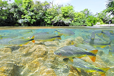 Characins (Piraputangas) (Brycon hilarii), Balneario Municipal, Bonito, Mato Grosso do Sul, Brazil, South America