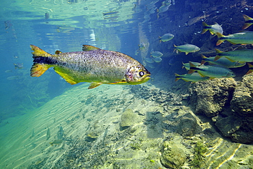 Characins (Piraputangas) (Brycon hilarii), Balneario Municipal, Bonito, Mato Grosso do Sul, Brazil, South America