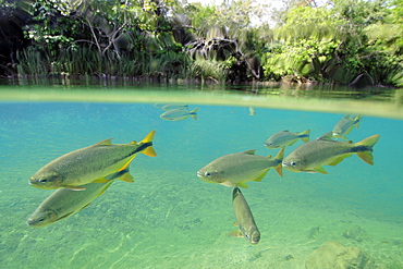 Characins (Piraputangas) (Brycon hilarii), Balneario Municipal, Bonito, Mato Grosso do Sul, Brazil, South America