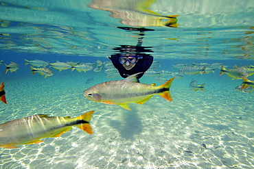 Diver and characins (Piraputangas) (Brycon hilarii), Balneario Municipal, Bonito, Mato Grosso do Sul, Brazil, South America