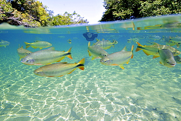 Characins (Piraputangas) (Brycon hilarii), Balneario Municipal, Bonito, Mato Grosso do Sul, Brazil, South America