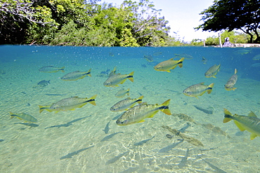 Characins (Piraputangas) (Brycon hilarii), Balneario Municipal, Bonito, Mato Grosso do Sul, Brazil, South America