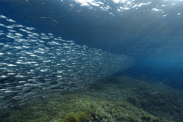 Sardines (Harengula sp.), schooling near the surface, Fernando de Noronha, Brazil, South Atlantic, South America