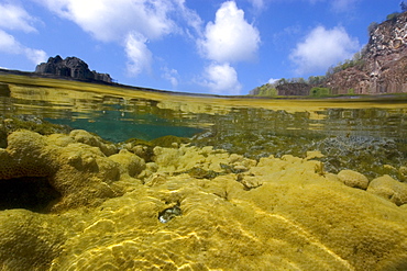 Cliffs and massive colony of great star coral (Montastrea cavernosa), in shallow tide pool, Fernando de Noronha, UNESCO World Heritage Site, Brazil, South America