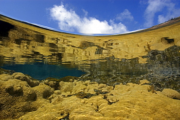 Massive colony of great star coral (Montastrea cavernosa), in shallow tide pool,Porco's Bay, Fernando de Noronha, UNESCO World Heritage Site, Brazil, South America