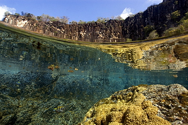 Cliffs and massive colony of great star coral (Montastrea cavernosa), in shallow tide pool, Porco's Bay, Fernando de Noronha, UNESCO World Heritage Site, Brazil, South America