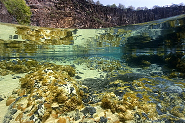 Tide pool at Porco's Bay, Fernando de Noronha, UNESCO World Heritage Site, Brazil, South America