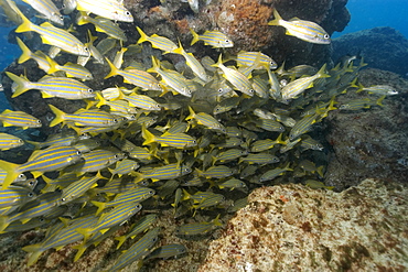 School of smallmouth grunts (Haemulon chrysargyreum), Fernando de Noronha, Brazil, South America