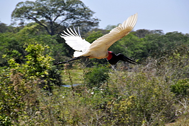 Jabiru (Jabiru mycteria), Pantanal, Miranda, Mato Grosso do Sul, Brazil, South America