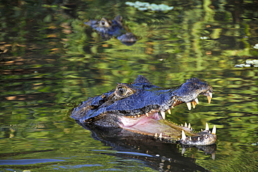 Pantanal caimans (Caiman crocodilus yacare), San Francisco Ranch, Miranda, Mato Grosso do Sul, Brazil, South America