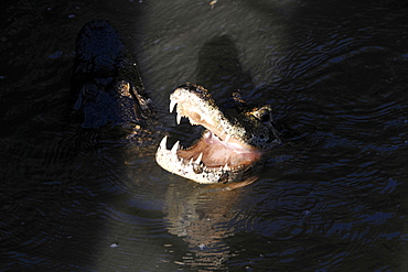 Pantanal caimans (Caiman crocodilus yacare), San Francisco Ranch, Miranda, Mato Grosso do Sul, Brazil, South America