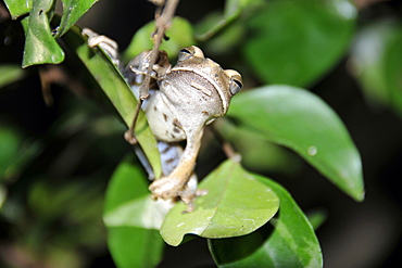 Tree frog (Hyla sp.), San Francisco Ranch, Miranda, Mato Grosso do Sul, Brazil, South America