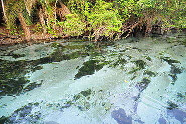 Sucuri river spring, Bonito, Mato Grosso do Sul, Brazil, South America