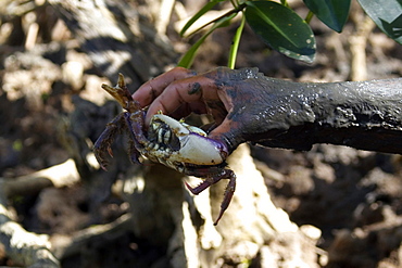 Mangrove crab (Ucides cordatus), Parnaiba river delta, Parnaiba, Piaui, Brazil, South America