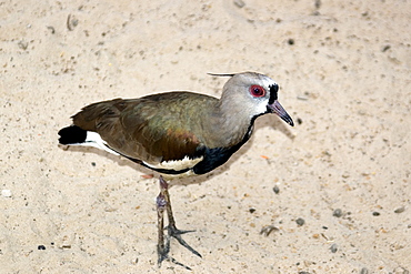 Southern lapwing, Vanellus chilensis, Tutoia, Maranhao, Brazil, South America