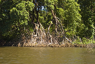 Aerial roots typical of mangrove vegetation, Preguicas river, Barreirinhas, Maranhao, Brazil, South America