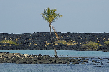 Single palm, Kona, Hawaii, United States of America, Pacific