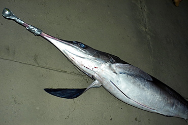 Swordfishes (Xiphias gladius), Vitoria, Espirito Santo, Brazil, South America