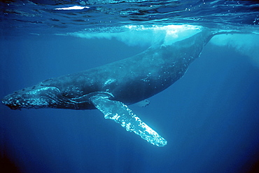 Humpback whale (Megaptera novaeangliae). South Pacific Ocean, Pacific