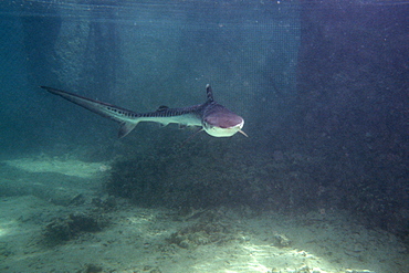 Tiger shark pup (Galeocerdo cuvier) at Hawaii Institute of Marine Biology, Kaneohe Bay, Oahu, Hawaii, United States of America, Pacific