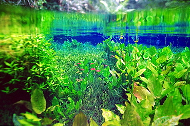 Freshwater plants in national freshwater spring preserve, Aqua Rio Natural, Bonito, Brazil, South America