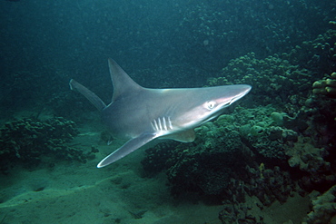 Sandbar shark pup (Carcharhinus plumbeus). Kaneohe Bay, Oahu, Hawaii, United States of America, Pacific