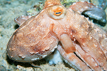 Ornate octopus (Octopus ornatus) at night. Oahu, Hawaii, United States of America, Pacific