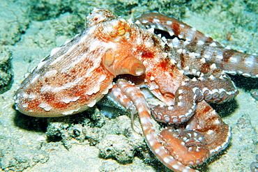 Ornate octopus (Octopus ornatus) at night. Oahu, Hawaii, United States of America, Pacific