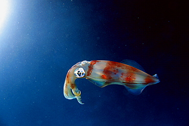 Oval squid (Sepioteuthis lessoniana), Sea Cave, Oahu, Hawaii, United States of America, Pacific