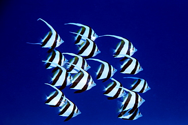 Pennant butterflyfish (Heniochus diphreutes) juveniles schooling. Portlock, Oahu, Hawaii, United States of America, North America