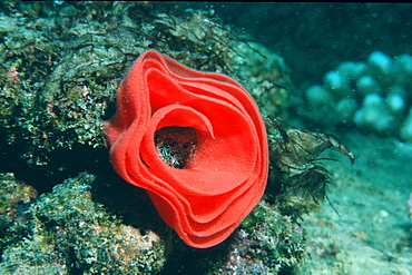 Eggmass of Spanish dancer (Hexabranchus sanguineus), Pupukea, Oahu, Hawaii, United States of America, Pacific