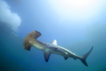 Scalloped hammerhead shark (Sphyrna lewini), Kaneohe, Oahu, Hawaii, United States of America, Pacific