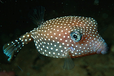 Female spotted boxfish (Ostracion meleagris). Makena landing, Maui, Hawaii, United States of America, Pacific