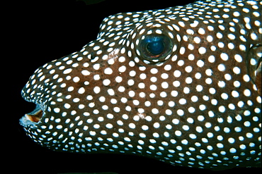 Spotter puffer (Arothron meleagris). Kailua-Kona, Hawaii, United States of America, Pacific